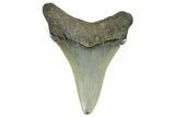 Serrated Angustidens Tooth - Megalodon Ancestor #368643-1